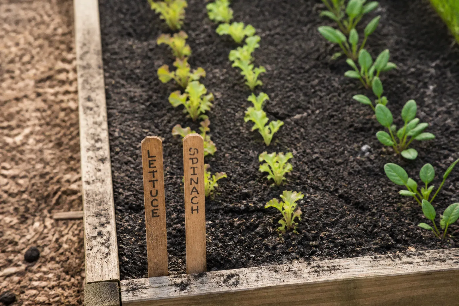 Church Community Garden: A Step-by-Step Setup Guide